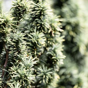 TT Foliage Image