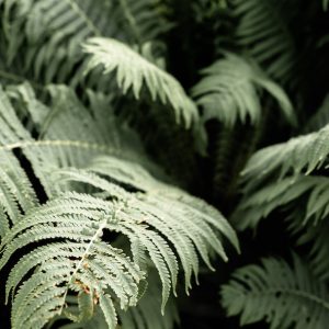 TT Foliage Image
