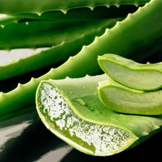 Image of aloe vera
