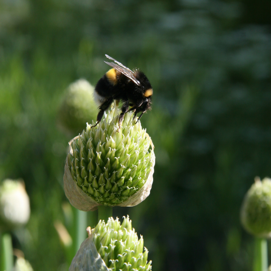 Image of a bee